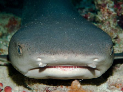 Nurse shark. Tubbataha reef Philippines by Andrew Macleod 